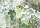 Vremea 8 decembrie - Ninsori și temperaturi scăzute