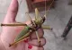 Lăcuste uriașe au invadat orașele din Bulgaria. Oamenii s-au speriat: „Le-au aruncat din elicopter, sunt sigur”